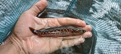 Bangka Snakehead photo 3