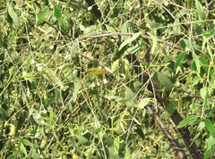 Angiospermae
