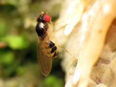 Mycodrosophila claytonae