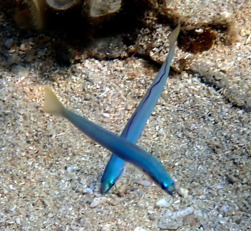 Blue gudgeon dartfish (Ptereleotris microlepis) — Microdesmidae — 5