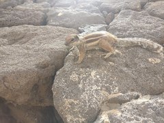 Atlantoxerus getulus