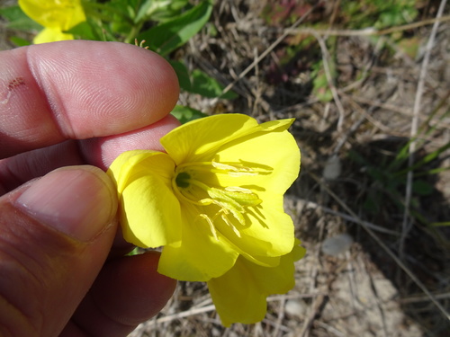 Welsh evening-primrose (Oenothera cambrica)