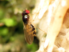 Mycodrosophila claytonae