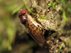 Mycodrosophila claytonae