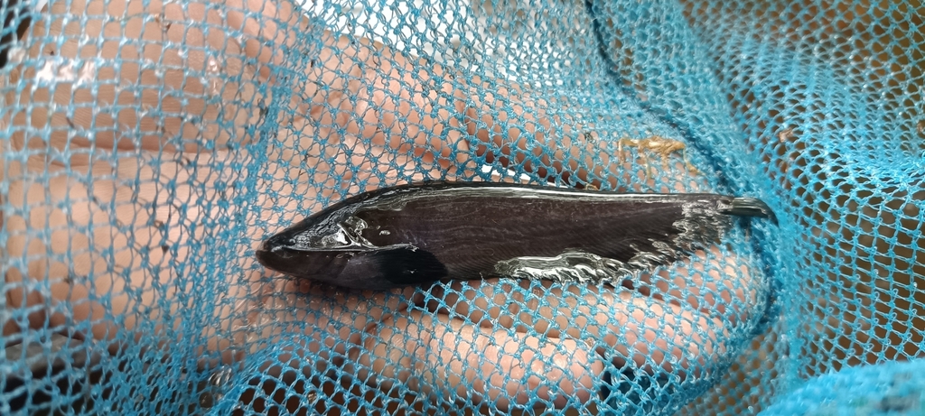 Ompok fumidus (Ompok fumidus)