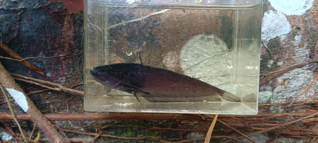 Ompok fumidus (Ompok fumidus)