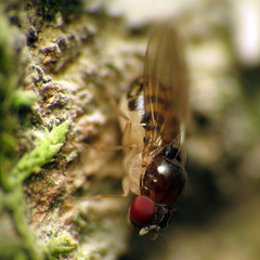 Mycodrosophila claytonae