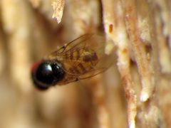 Mycodrosophila claytonae