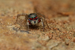 Stenaelurillus lesserti