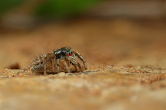 Stenaelurillus lesserti