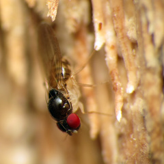 Mycodrosophila claytonae