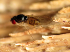 Mycodrosophila claytonae