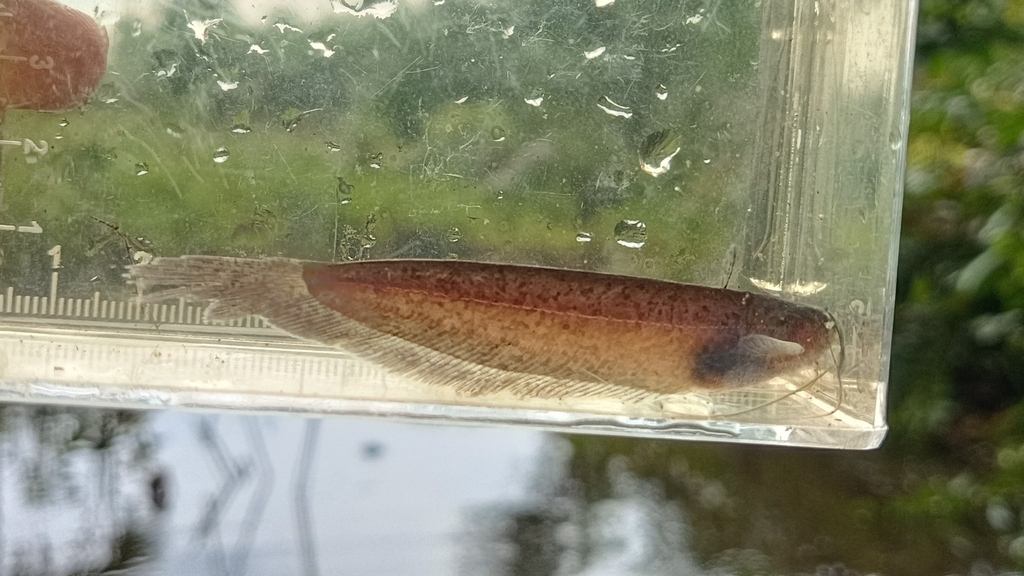 Hasselt's sheatfish (Silurichthys hasseltii) — Siluridae