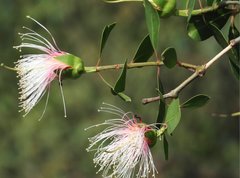 Sonneratia caseolaris