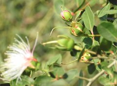 Sonneratia caseolaris