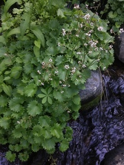 Micranthes odontoloma