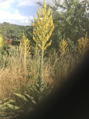 Verbascum speciosum