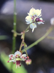 Micranthes odontoloma