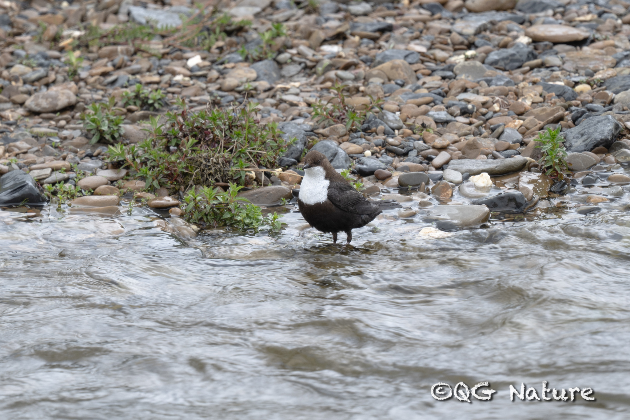White-throated Dipper