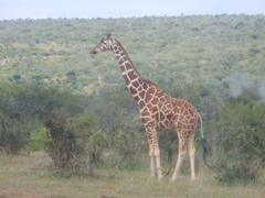 Giraffa camelopardalis reticulata