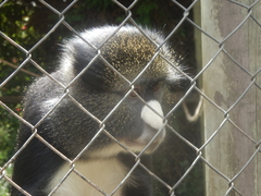 Cercopithecus nictitans
