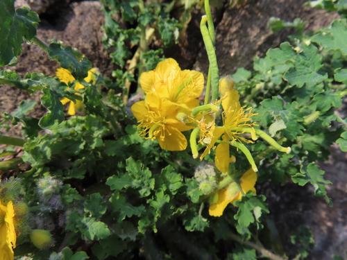 Chelidonium asiaticum (Chelidonium asiaticum)