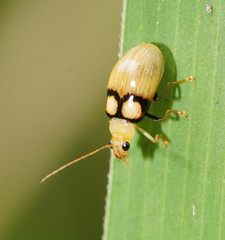 Monolepta oculata