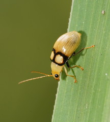 Monolepta oculata