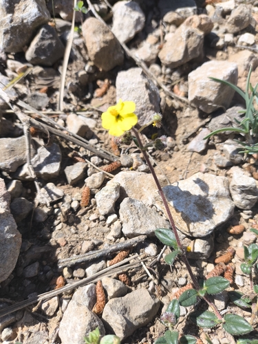 Image of Helianthemum marifolium by (c) saydelah, some rights reserved (CC BY)