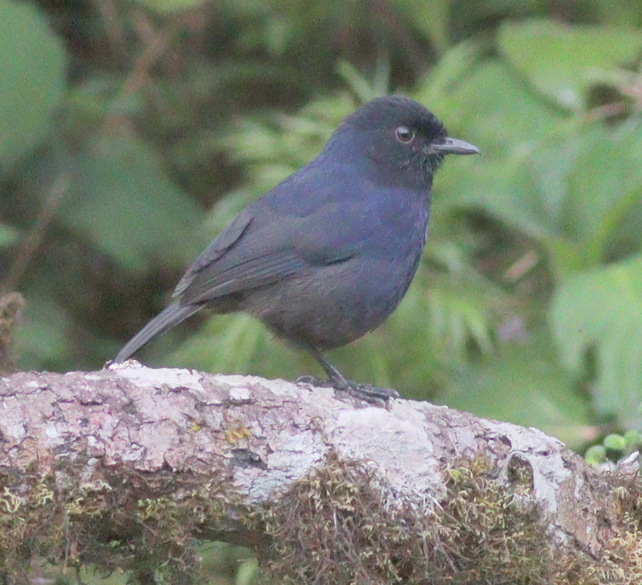 Sri Lanka Whistling Thrush (Myophonus blighi), photo 3