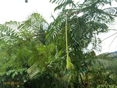 Parkia speciosa