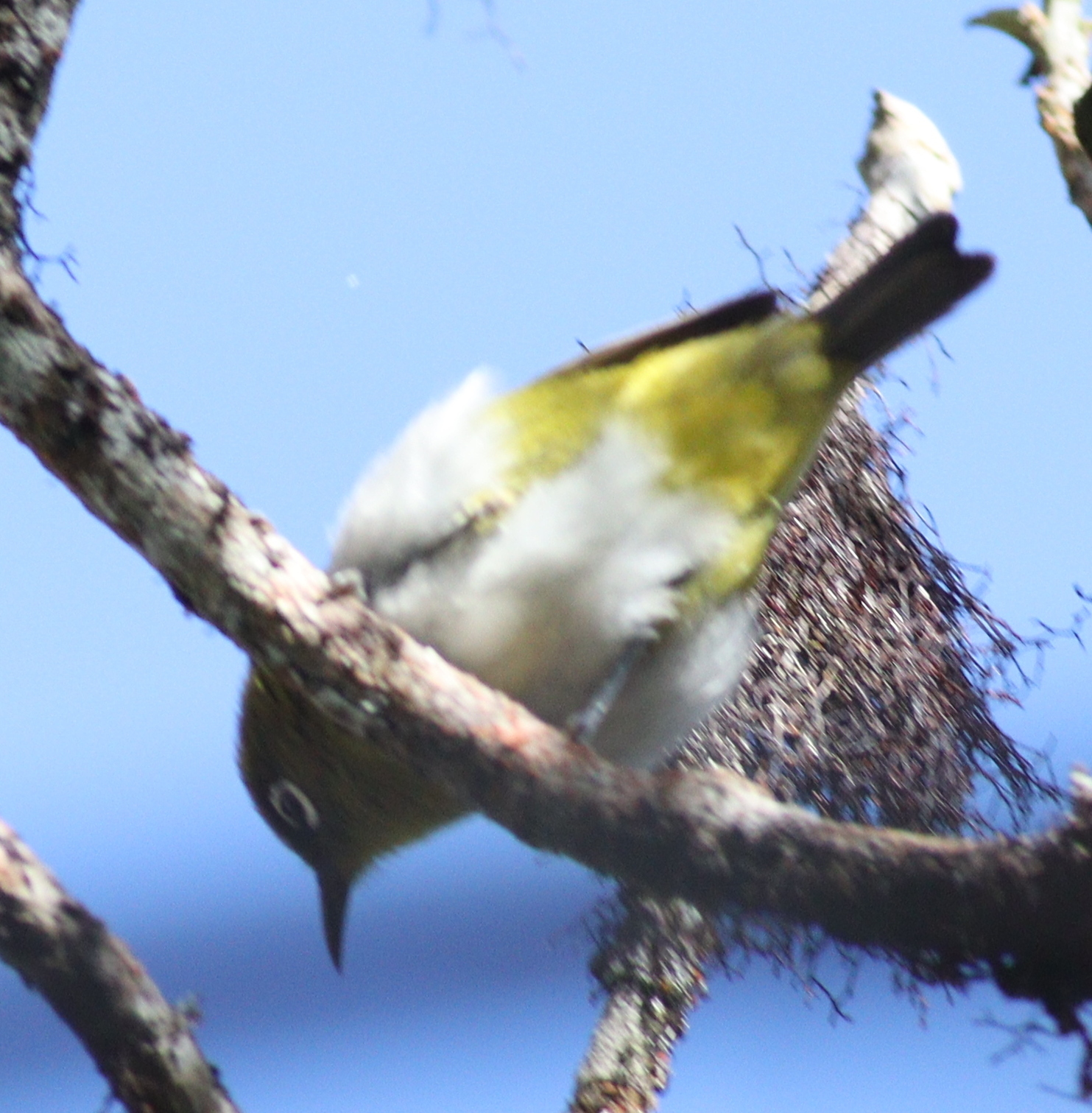 Sri Lanka White-eye illustration