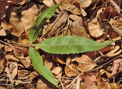 Searsia leptodictya image