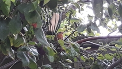 Erithacus rubecula