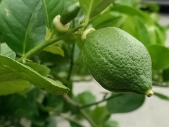 Citrus × limon