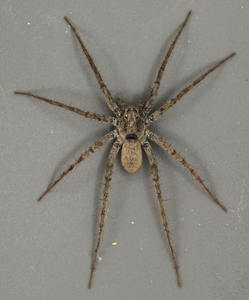 Pardosa vadosa