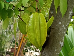 Averrhoa carambola