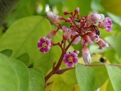Averrhoa carambola