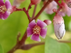Averrhoa carambola