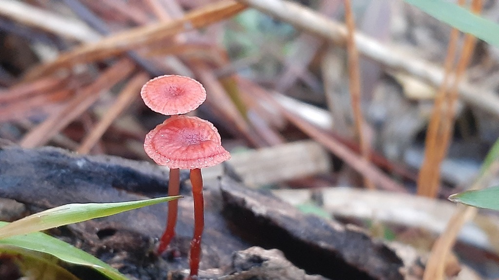 Cruentomycena viscidocruenta · April 2025 · photo: © aardvark04 (iNaturalist, cc0)