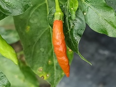 Capsicum annuum