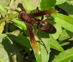Polistes tenebricosus