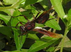 Polistes tenebricosus