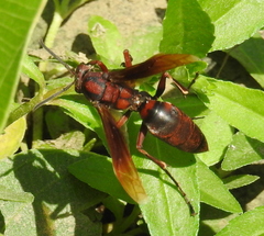 Polistes tenebricosus