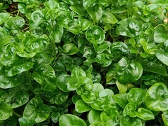 Alternanthera sissoo