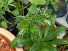 Angiospermae
