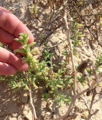 Salsola