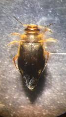 Hydroporus palustris