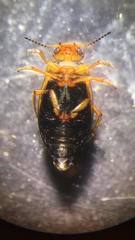 Hydroporus palustris