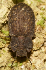 Mitua tuberculicostata